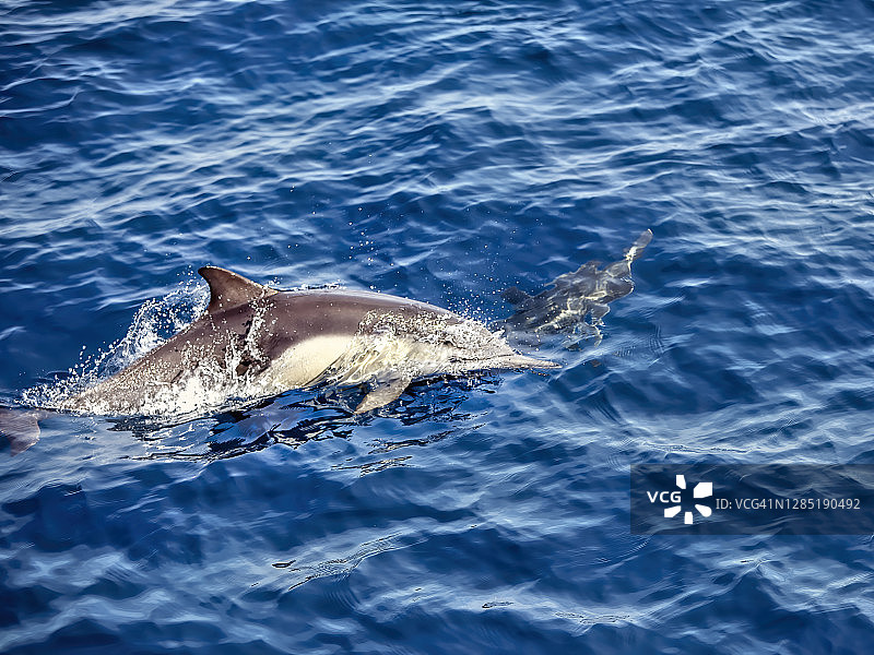 太平洋海豚图片素材