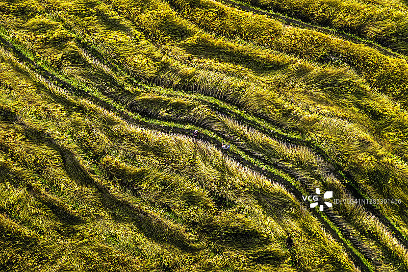 在收获季节，泰国清迈，从无人机梯田绿色模式俯视图图片素材