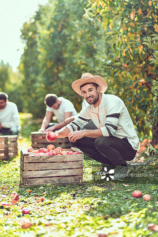 吉普赛男子从草地上捡苹果，并在收获期间把它们放在板条箱里分类图片素材