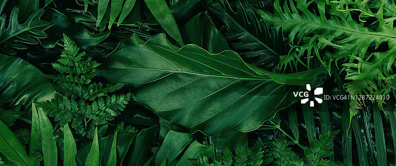 抽象绿叶纹理，自然背景，热带叶图片素材