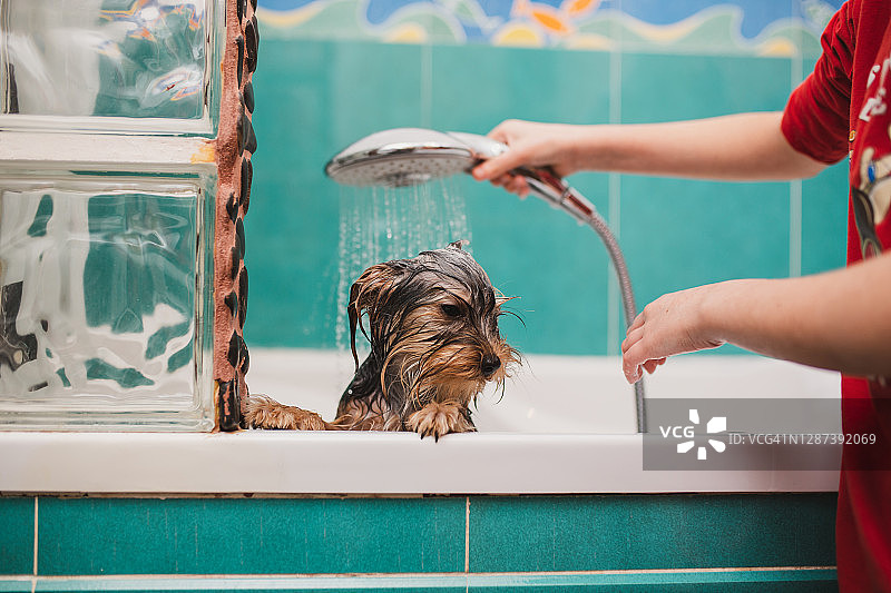 纯种约克郡犬在浴室洗澡。图片素材