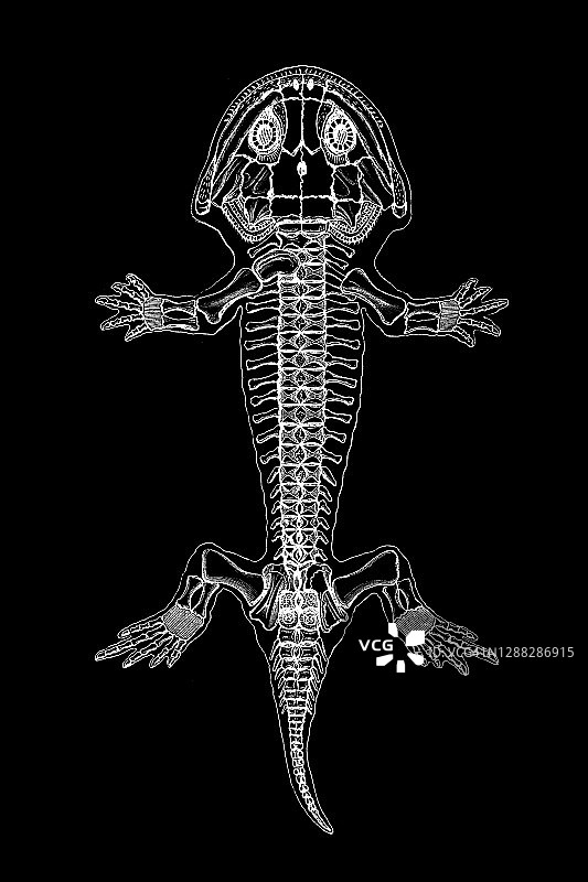 鳃龙是一种体型小、体型轻的史前早期两栖动物图片素材