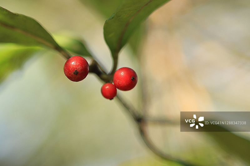 红色的达勋浆果在树枝上对模糊的多色背景图片素材
