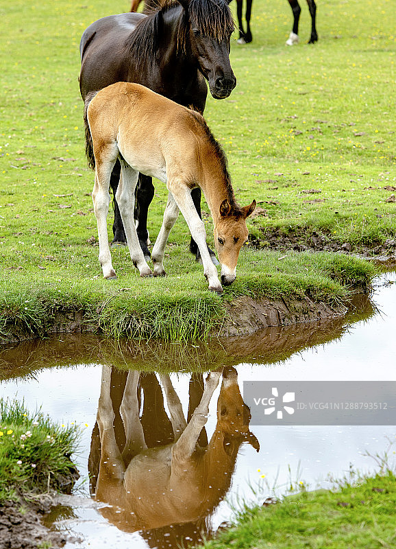 特写图像的新森林小马和小马驹在小溪在夏天的阳光图片素材