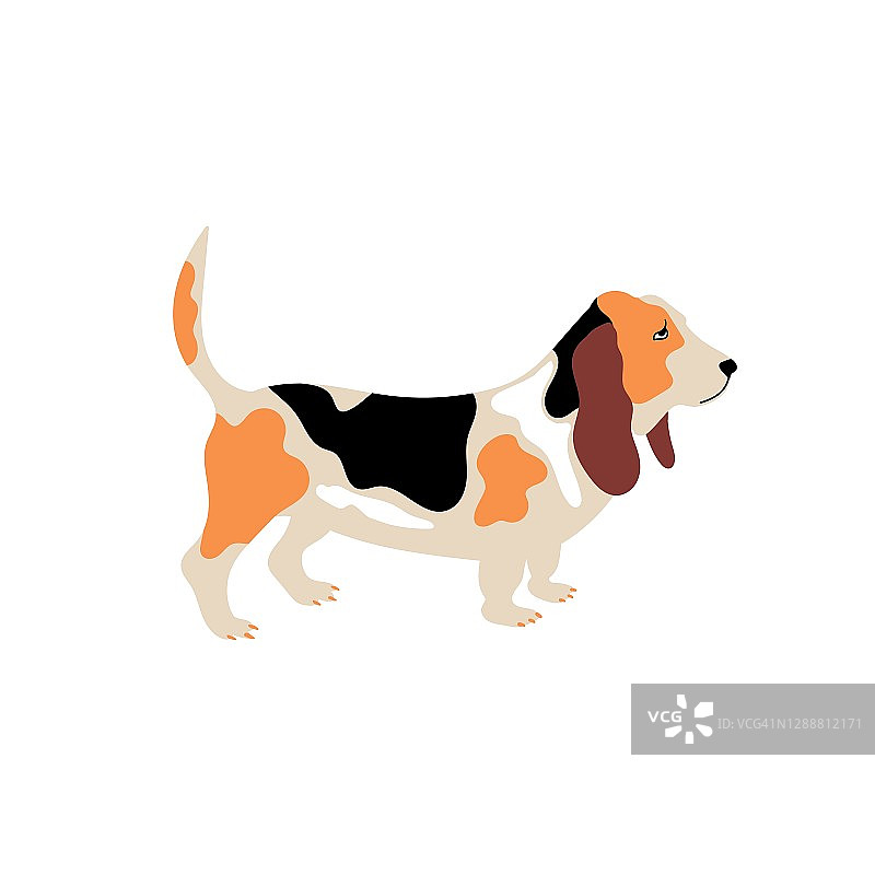 向量可爱的巴吉度猎犬。狗的品种。涂鸦插图孤立的白色背景图片素材