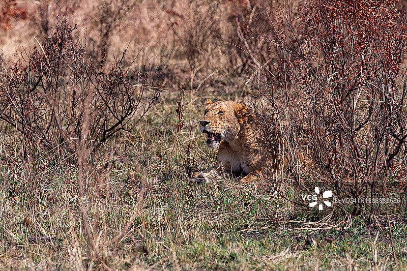 狮子在野生图片素材