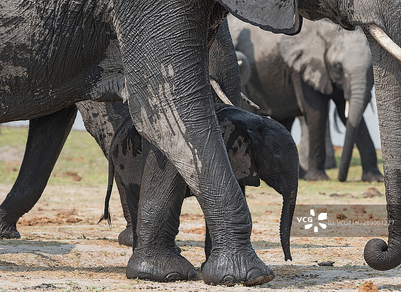 大象及其后代，丘比国家公园，博茨瓦纳图片素材