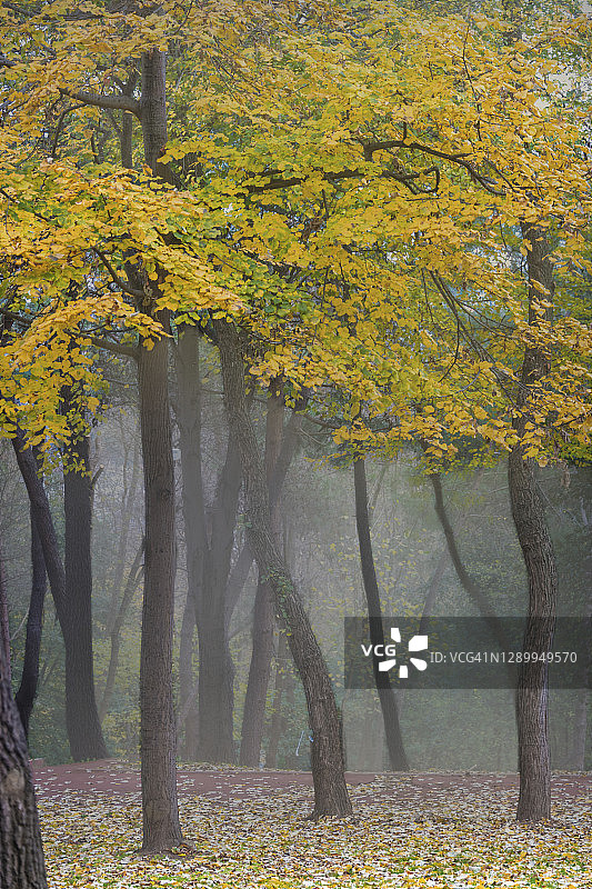 伊斯坦布尔，森林里雾蒙蒙的秋色图片素材