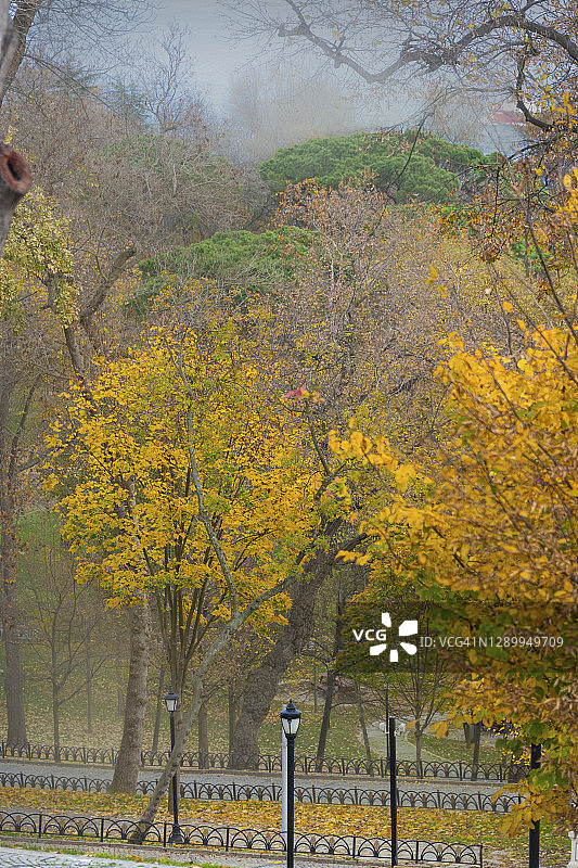 伊斯坦布尔，森林里雾蒙蒙的秋色图片素材
