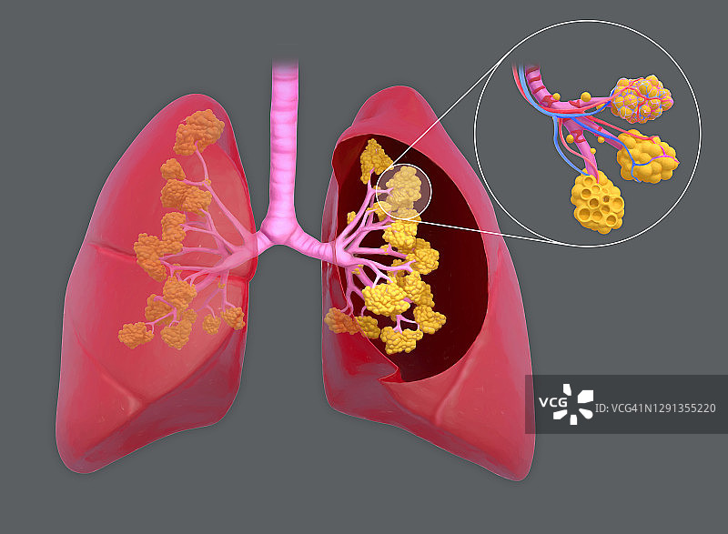 有肺泡的肺，插图图片素材