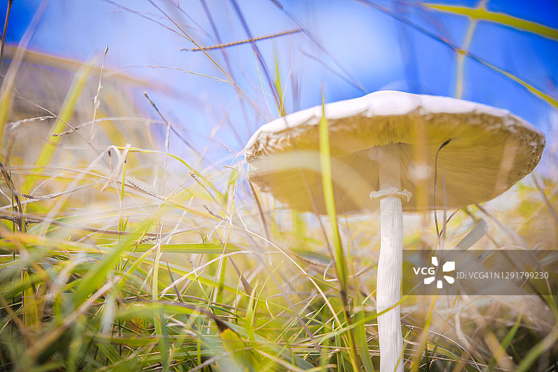 蓝天下茂密的草地上的大蘑菇。图片素材