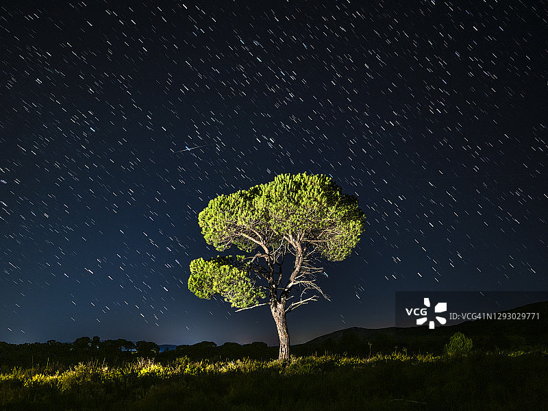 山上有一棵孤独的树，夜晚有星星的晴朗天空。图片素材