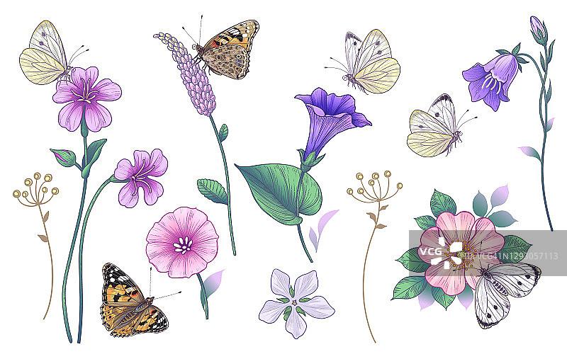 手绘粉色和紫色的野花和蝴蝶图片素材