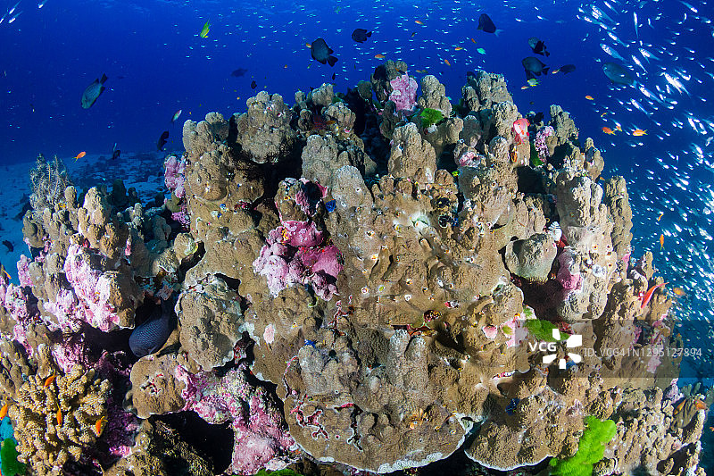 在亚洲脆弱的珊瑚礁系统中的热带鱼和珊瑚图片素材