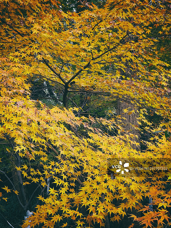 秋天黄色的枫叶图片素材