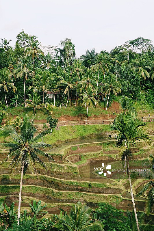 特加尔草电厂，印度尼西亚巴厘岛图片素材