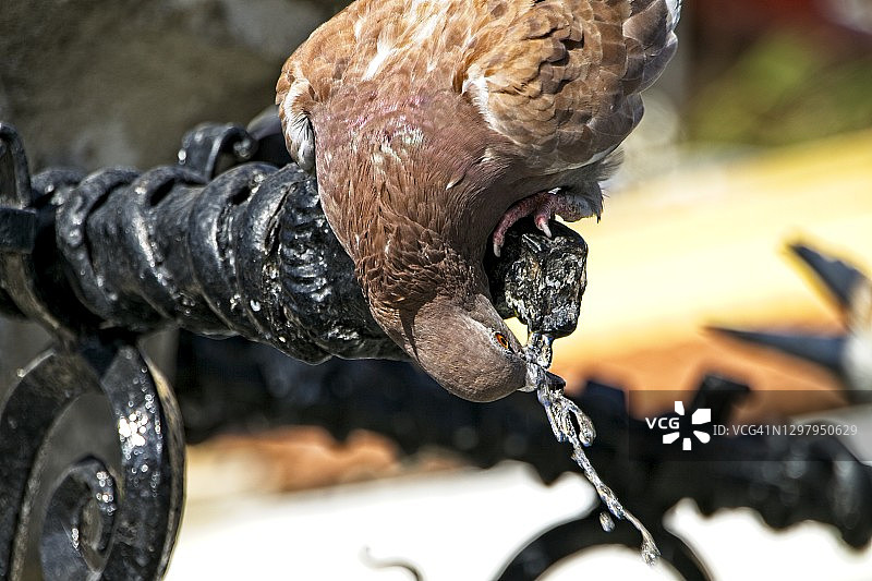 一只口渴的鸽子图片素材