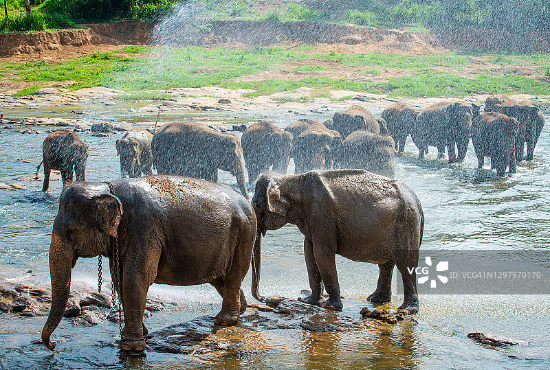 一群野生亚洲象在斯里兰卡的Pinnawala村洗澡。图片素材