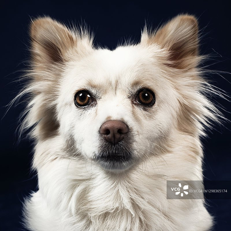 棕色眼睛的毛茸茸的狗图片素材
