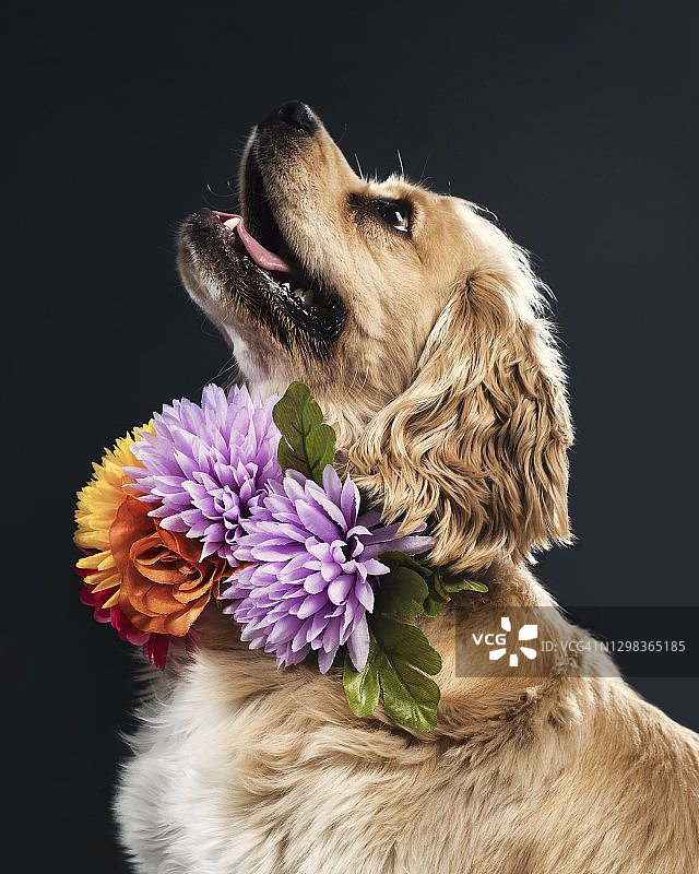 图像的金色西班牙猎犬狗肖像图片素材