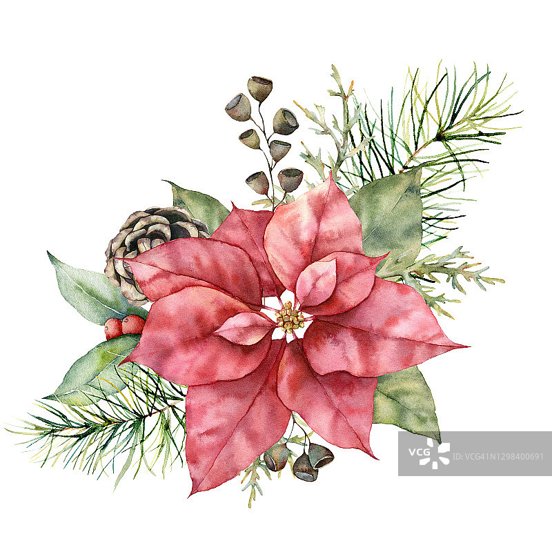 水彩圣诞boquet一品红，锥形和浆果。手工绘制的假日植物与松针和叶子孤立在白色的背景。冬季插图设计，打印，背景。图片素材
