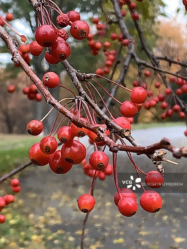 深秋灌木上的红色浆果图片素材