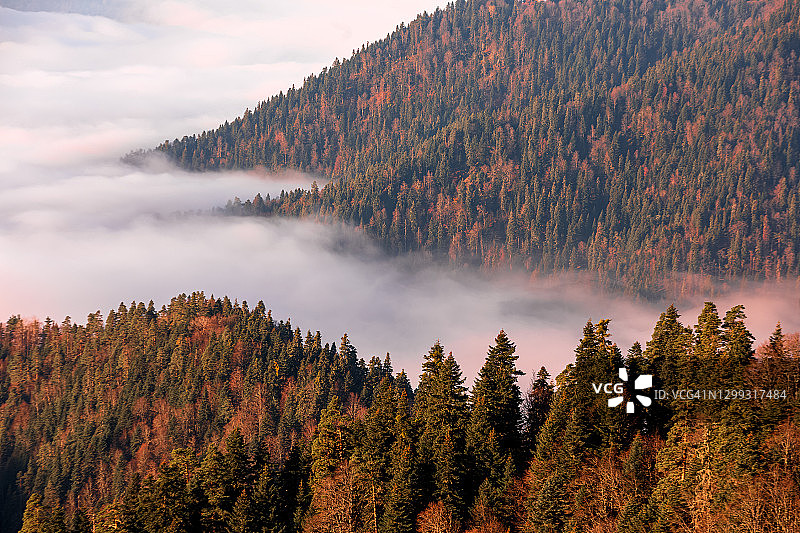 yedigoller(7个湖)日出时的雾、山和树图片素材