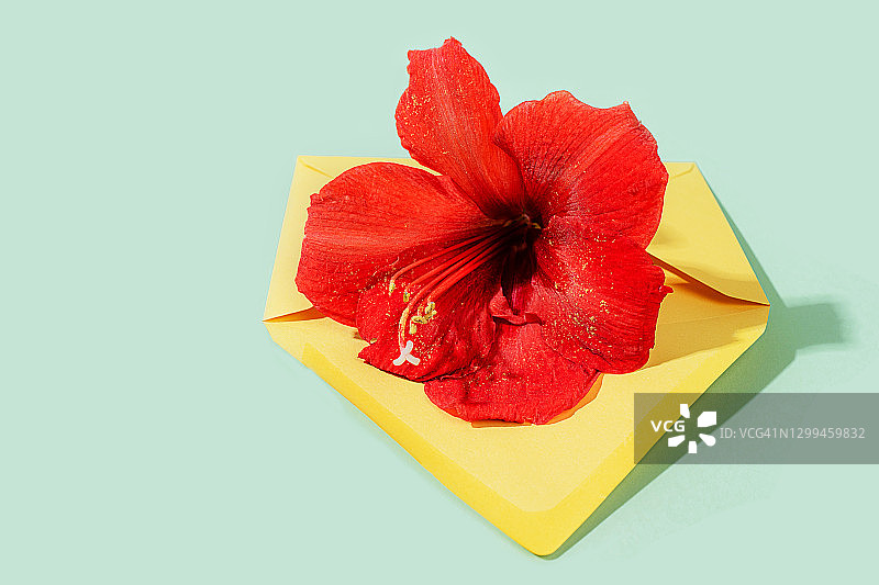 信封和一束红色的百合花作为对3月8日母亲节圣瓦伦丁节的祝贺。图片素材