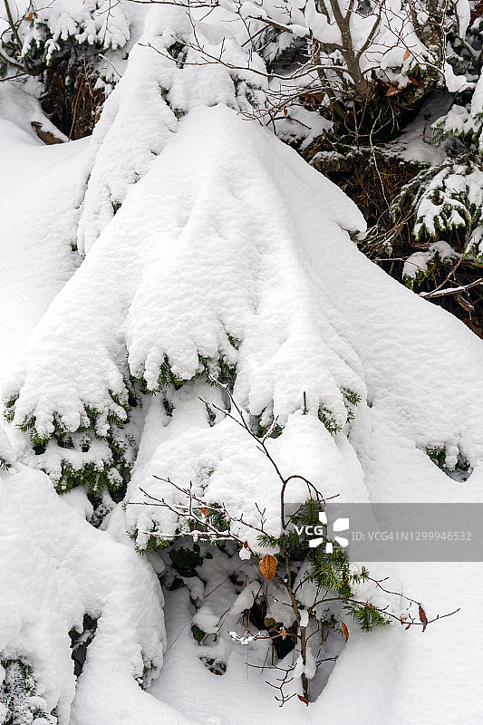 枯叶，阿班特湖自然公园里覆盖着白雪的松树图片素材
