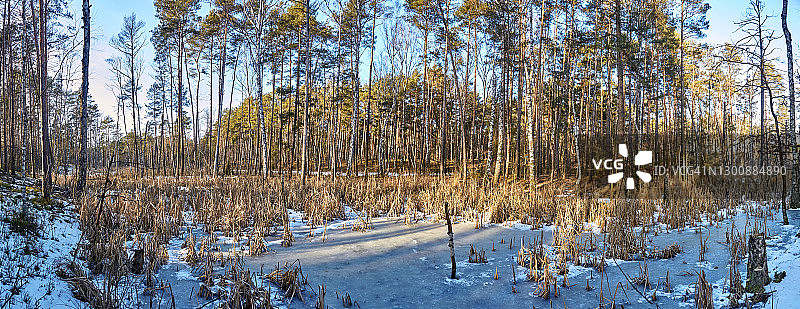 冬天结冰的沼泽。图片素材