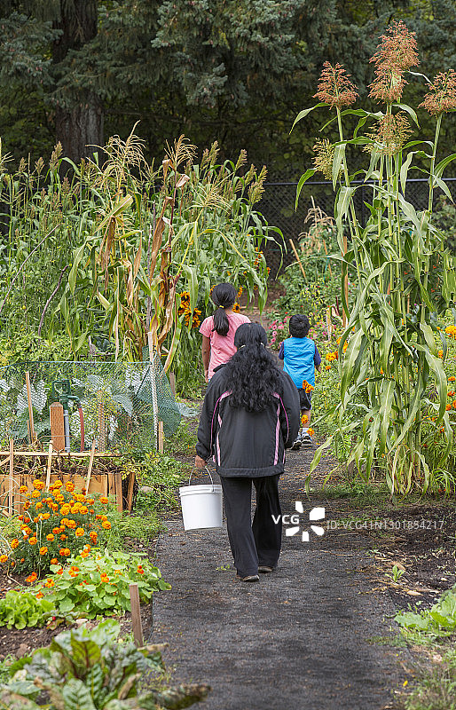 一个家庭(拉丁裔美国人)走在社区花园的花卉和蔬菜中图片素材