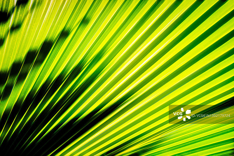 发光的扇形棕榈叶图片素材