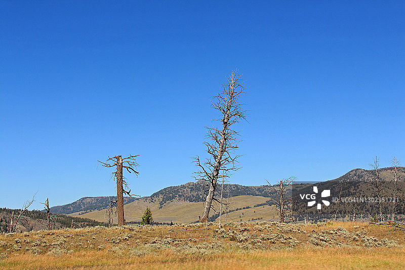 怀俄明州的风景，几棵枯树，映衬着蓝天——黄石公园图片素材
