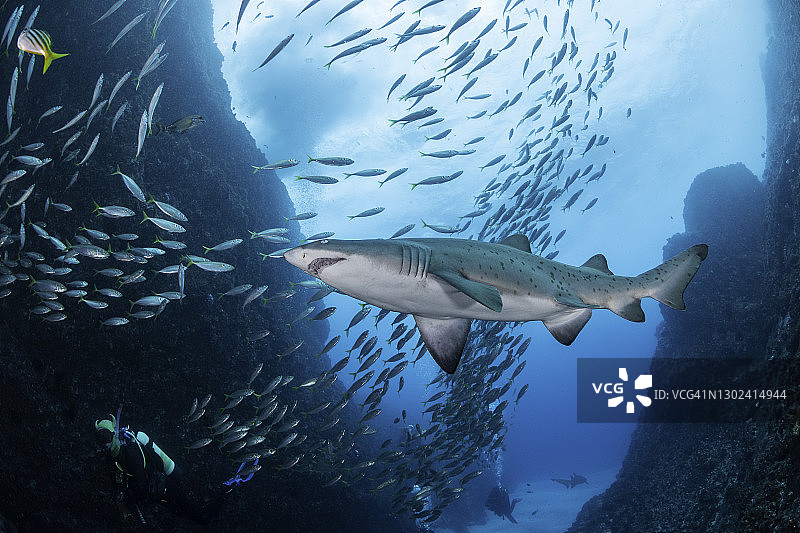 在澳大利亚新南威尔士州西南岩的鱼岩洞浅水入口处，沙虎鲨，或称灰护士鲨，在一大群鱼中游动。图片素材
