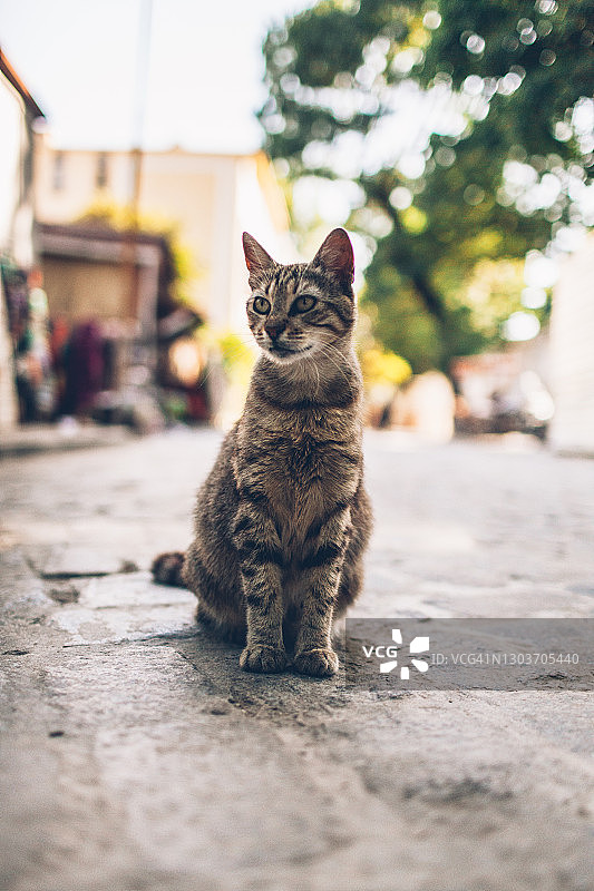 街道上的猫坐在鹅卵石街上图片素材