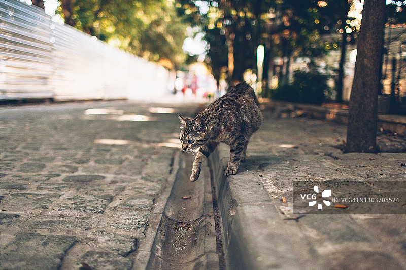 街上的猫走在鹅卵石街上图片素材