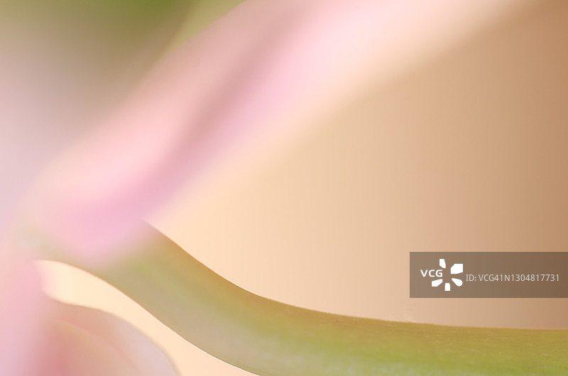 粉红色兰花花瓣和绿色茎在奶油色背景下图片素材