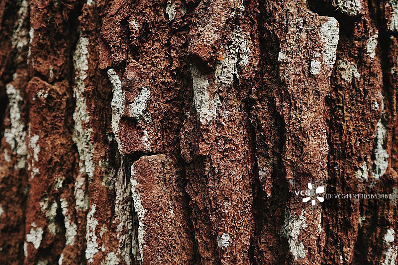 松树树皮的完整框架图片素材