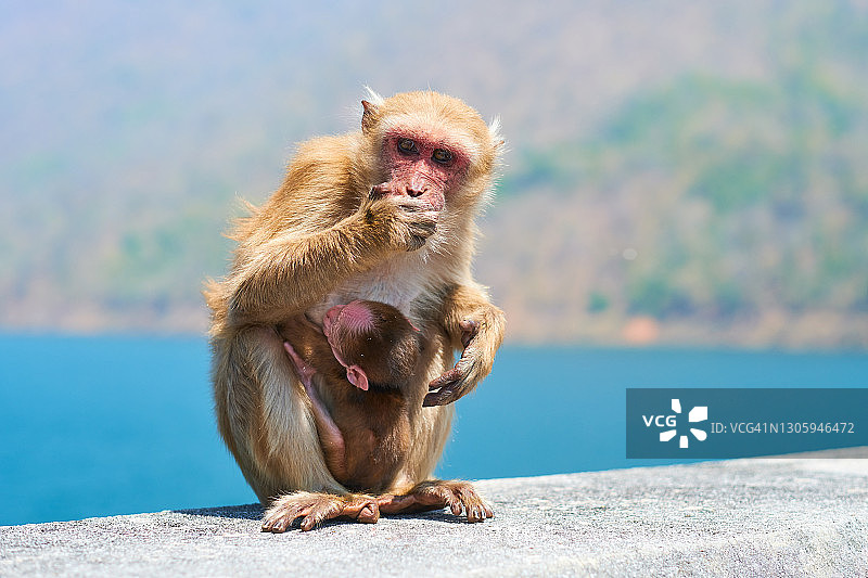 一个阳光明媚的日子里，泰国北碧府的猕猴妈妈和她的孩子坐在一堵水泥墙上。图片素材