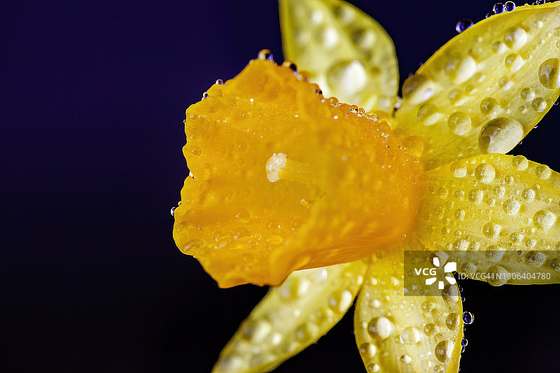 水仙花上的水滴图片素材