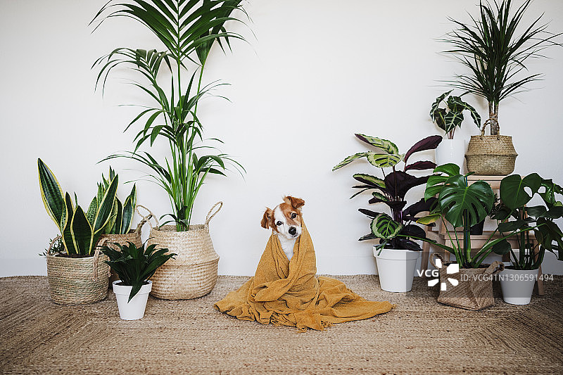 狗盖着毯子坐在室内植物装饰的家里图片素材