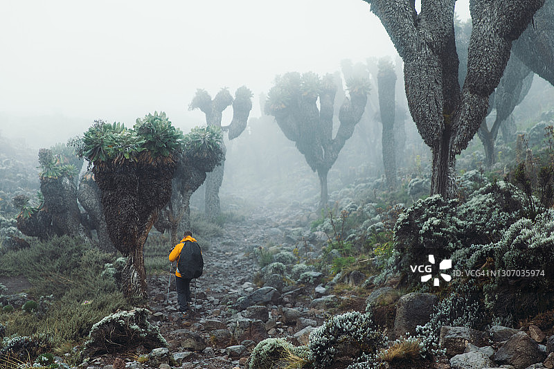 在乞力马扎罗山国家公园，一名身穿黄色夹克的年轻人徒步穿越火山景观和雾中超现实的树木图片素材