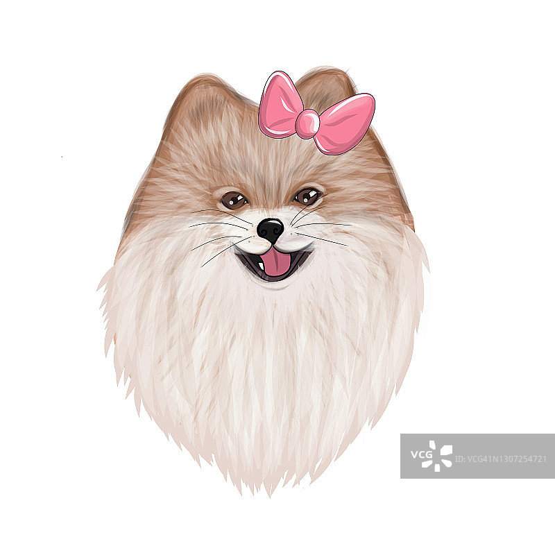 粉红蝴蝶结的博美犬。斯皮兹犬品种，插图图片素材