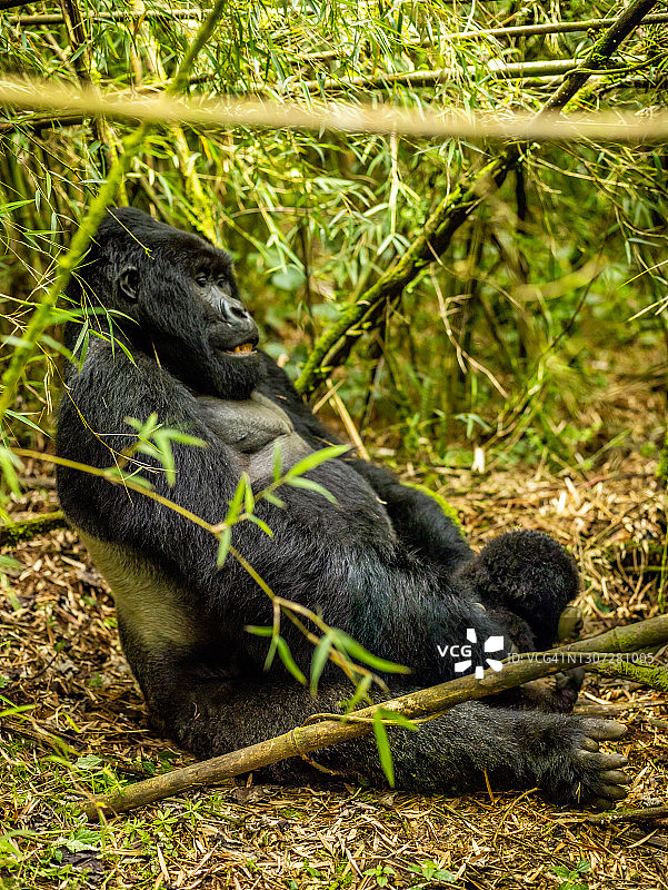 在卢旺达的火山国家公园，银背山地大猩猩(白令盖大猩猩)的特写图片素材