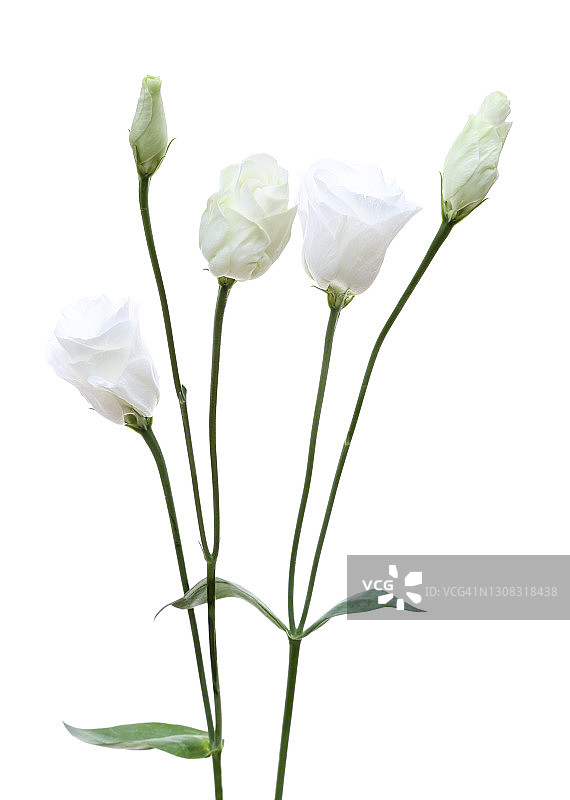 白色的洋桔梗花，花蕾和叶都是白色的。图片素材