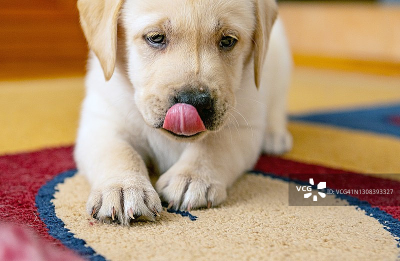 一只拉布拉多小狗在客厅的地毯上休息图片素材