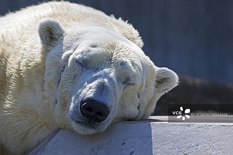 北极熊(海象)，肖像图片素材