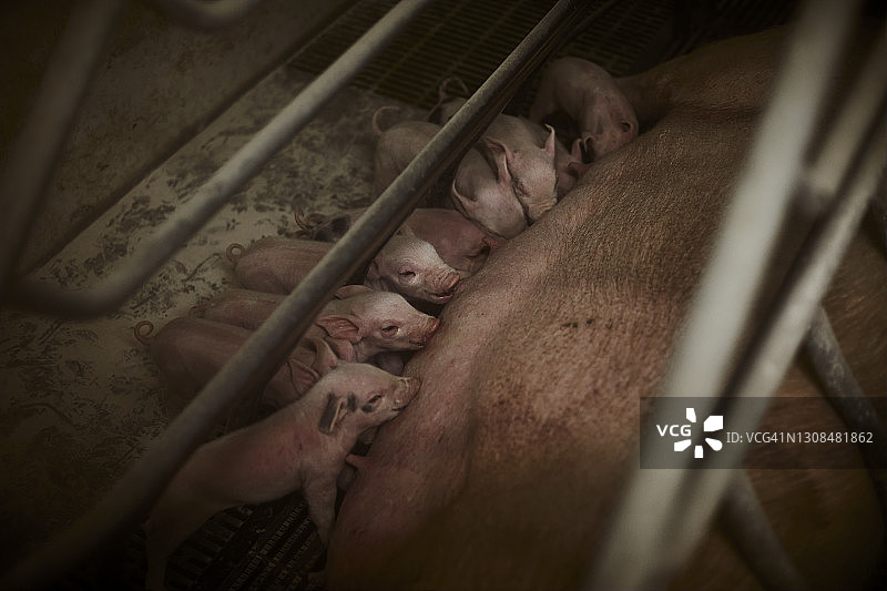 农场里睡着的母猪和哺乳小猪图片素材