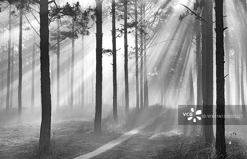 小路穿过松树林在早晨的阳光- B&W图像图片素材