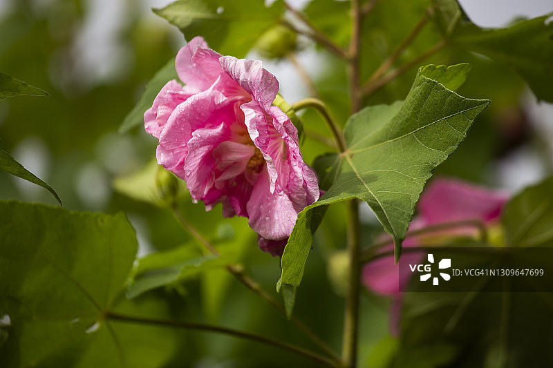 这是一幅粉红色的芙蓉的特写，南部联盟玫瑰生长在一个花园在努瓦科特，尼泊尔。图片素材